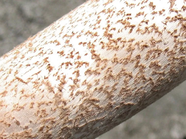 Particolare del gambo di una mazza di tamburo