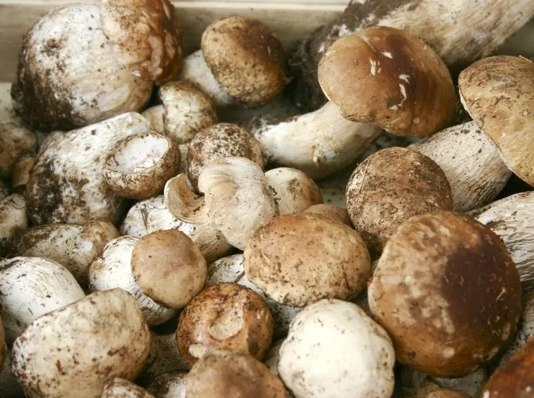 Funghi porcini appena raccolti