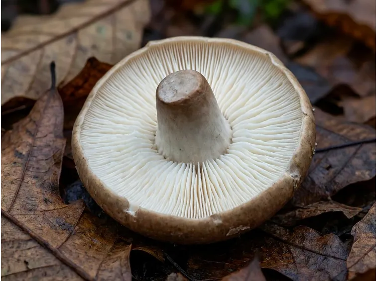 Le lamelle della Russula cyanoxantha