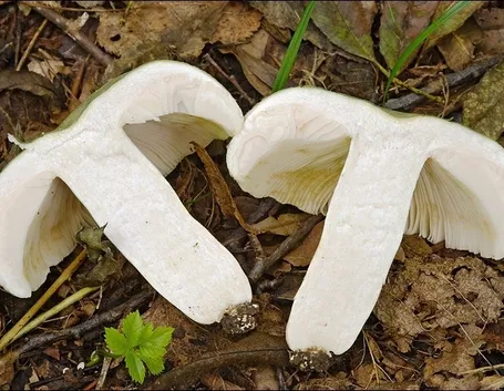 La particolare consistenza delle carni della Russula virescens