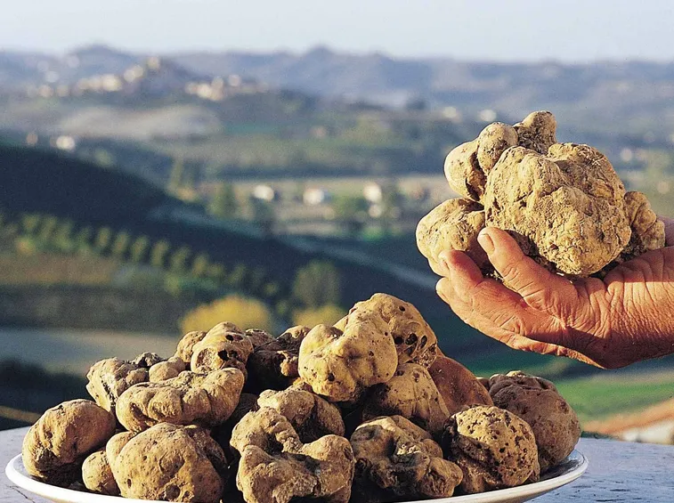 Tartufo d'Alba