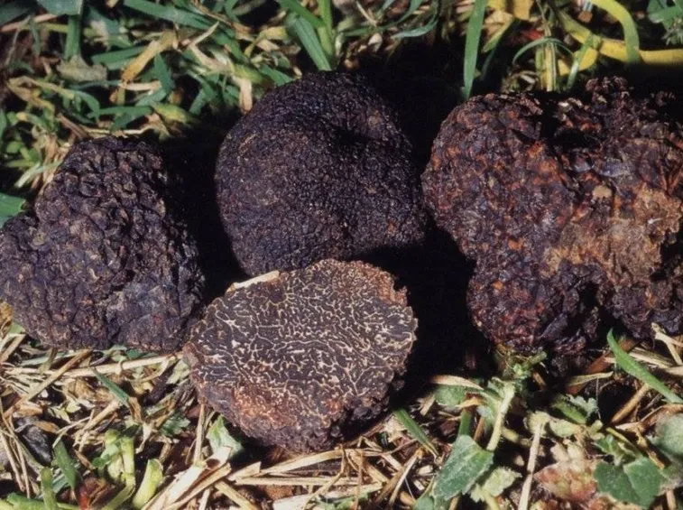 Tuber aestivum