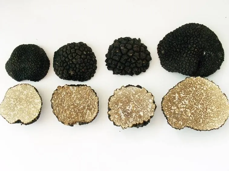 Habitat e altre caratteristiche morfologiche del Tuber Aestivum