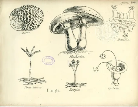 Illustrazione botanica di funghi e tartufi