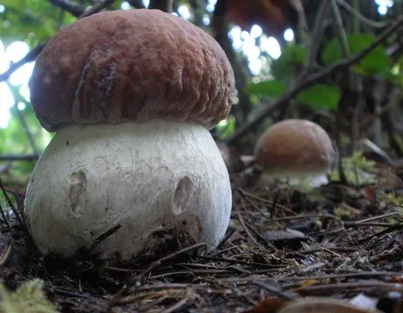 Funghi