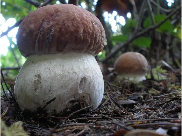 Funghi