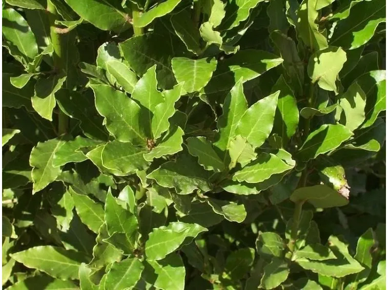 siepe verde di alloro