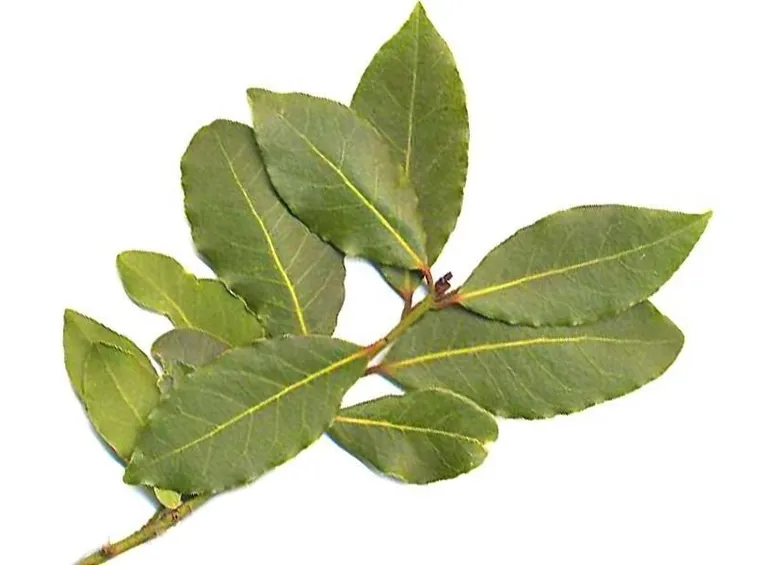 foglie di un ramo di alloro