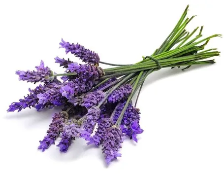 pianta di lavanda