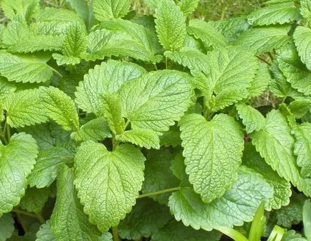 Foglie di melissa officinalis