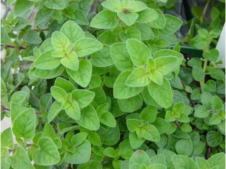 Pianta di origano