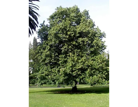 Tiglio