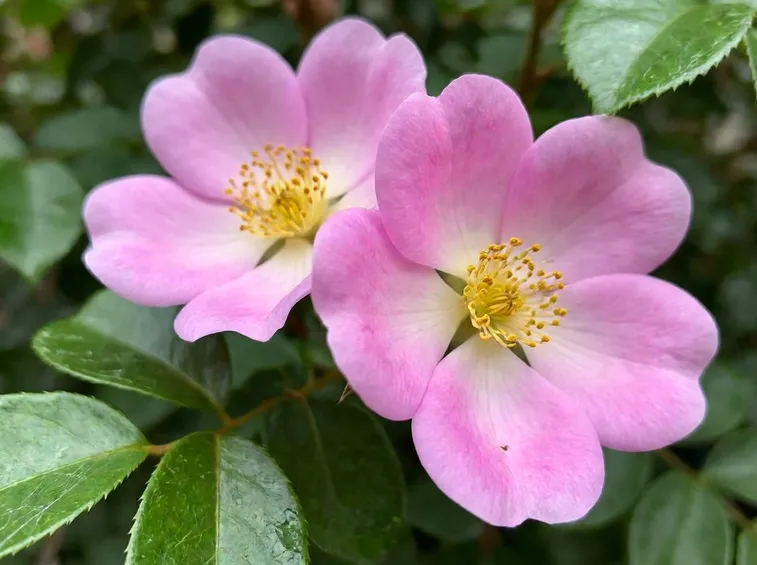 fiore rosa canina