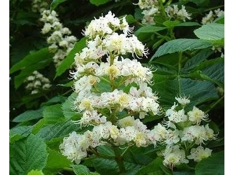 fiore di castagno