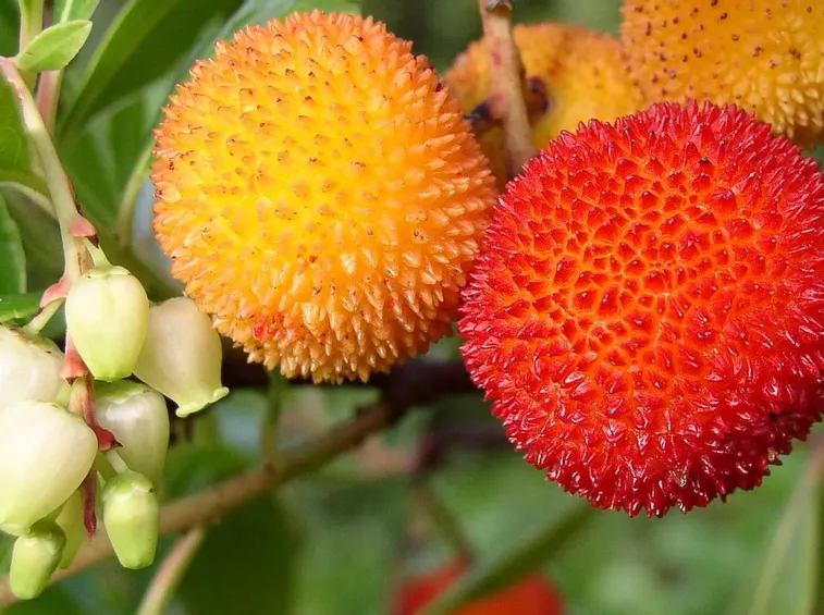 fiori e frutti di corbezzolo