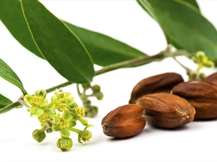 olio di jojoba
