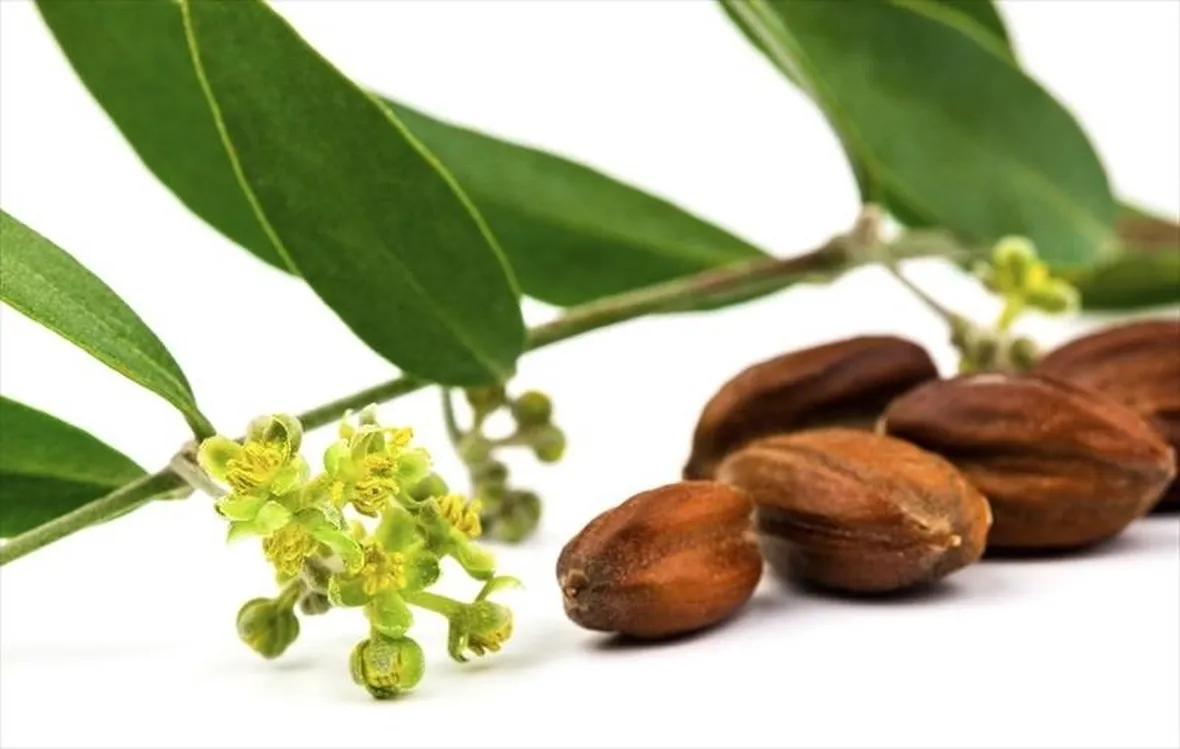 olio di jojoba
