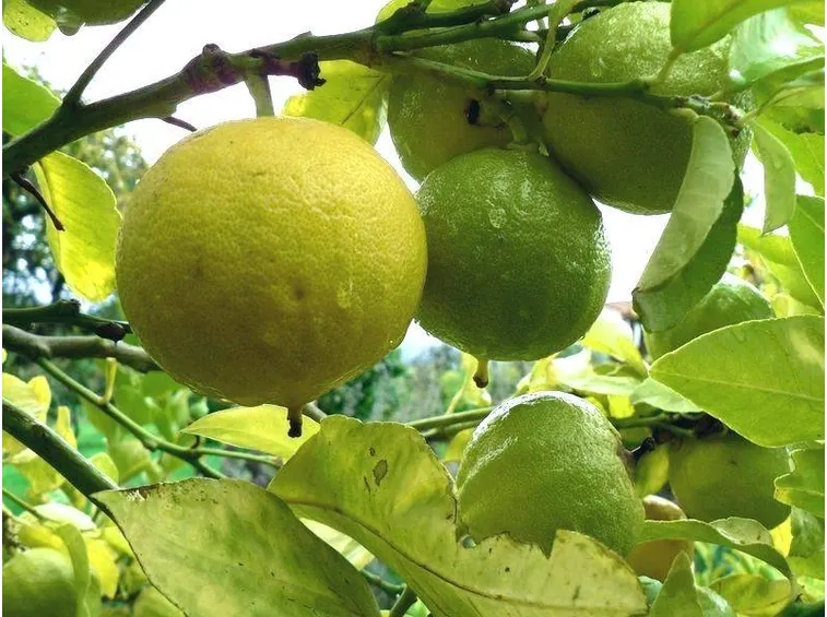 bergamotto