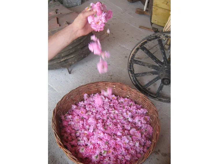Petali di rosa