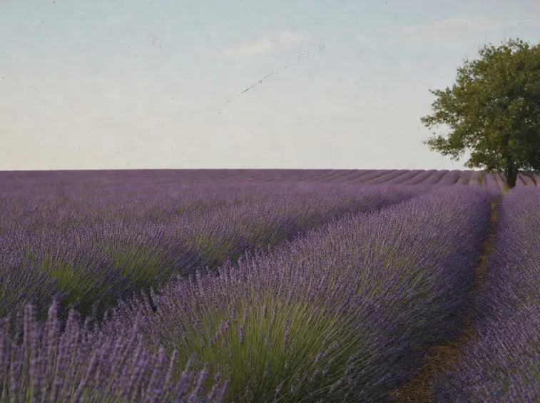 lavanda