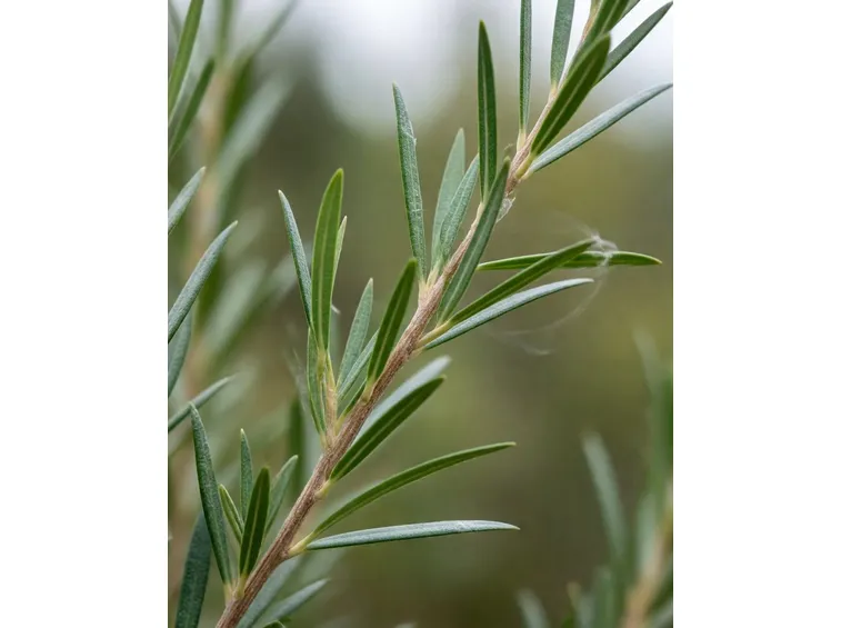 tea tree