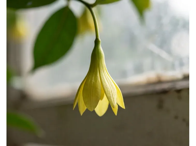 Ylang ylang