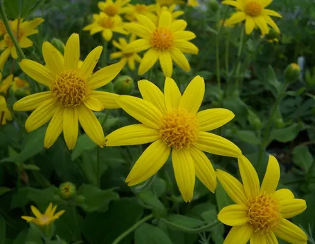arnica