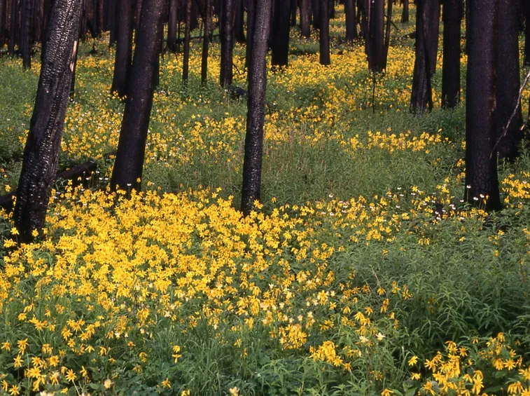 coltivazione di Arnica Montana