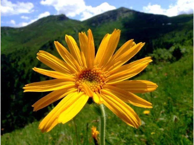 Arnica nel dettaglio