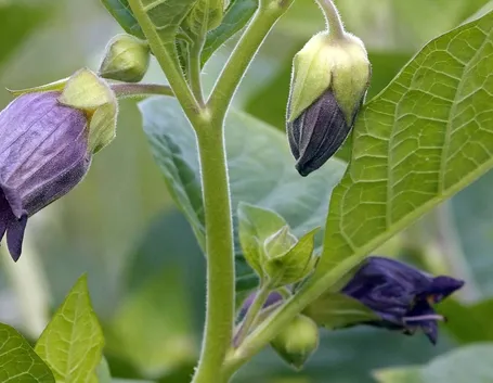 Pianta in fiore di Belladonna