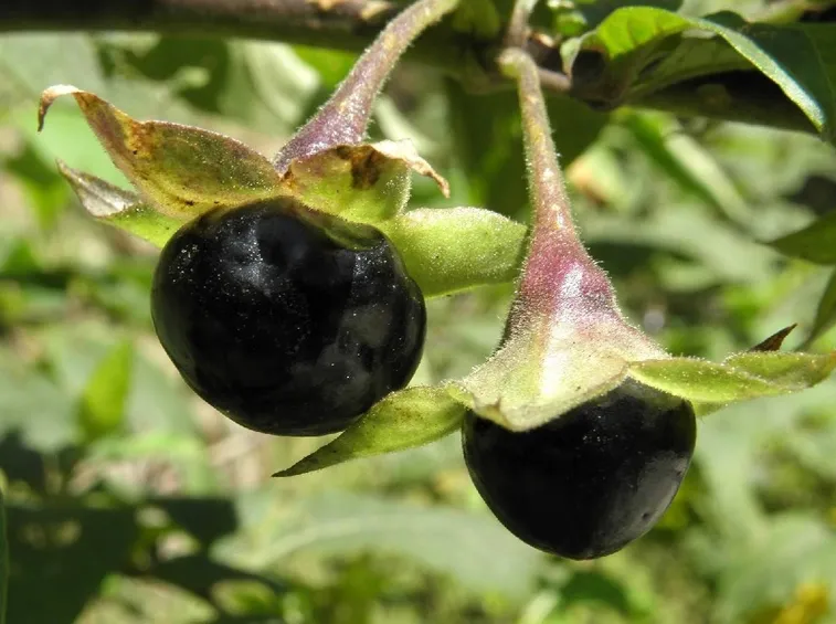 belladonna
