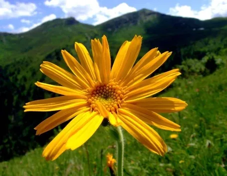arnica