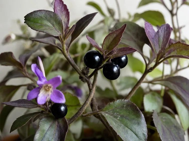 Belladonna omeopatica