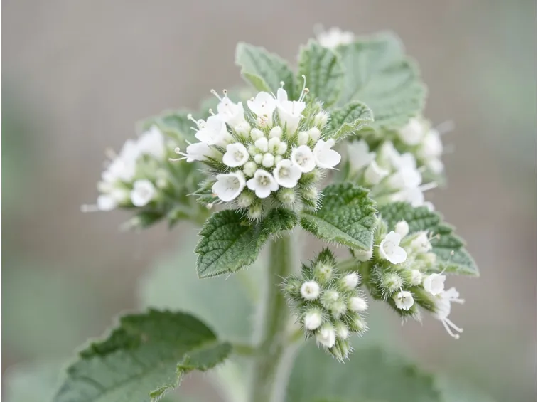 I fiori di melissa sono particolarmente indicati per le classiche nausee mattutine