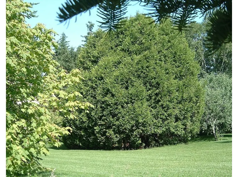 Bosco di Thuja Occidentalis
