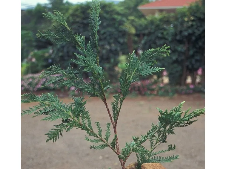 Rametto di Thuya Occidentalis