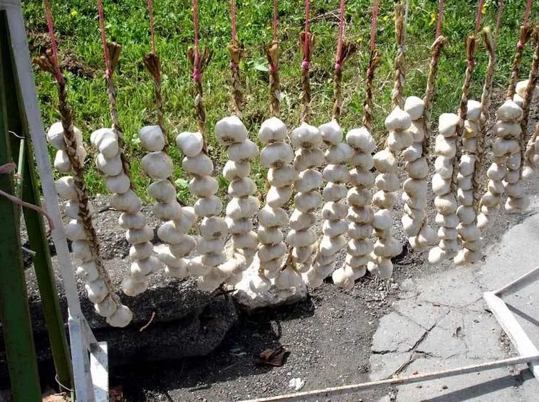 aglio di vassalico