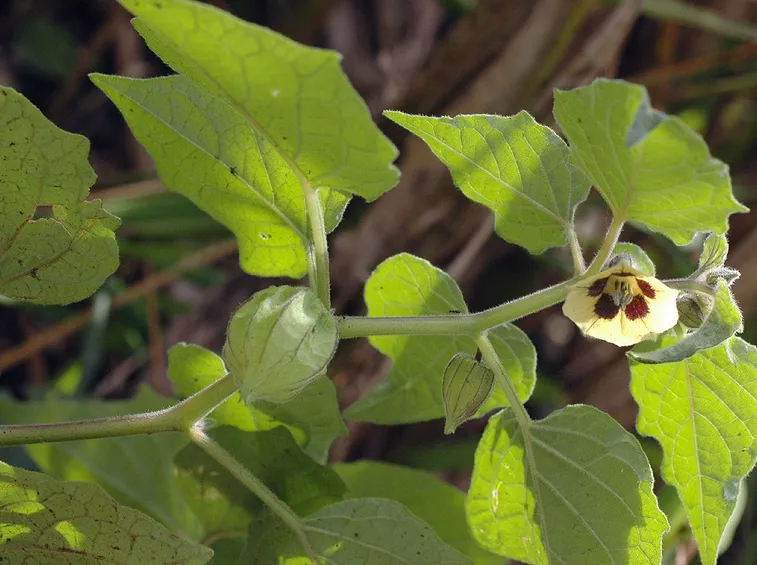 Coltivazione Physalis peruviana 