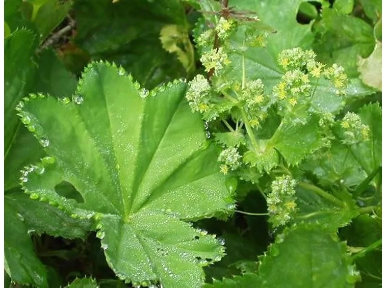 alchemilla
