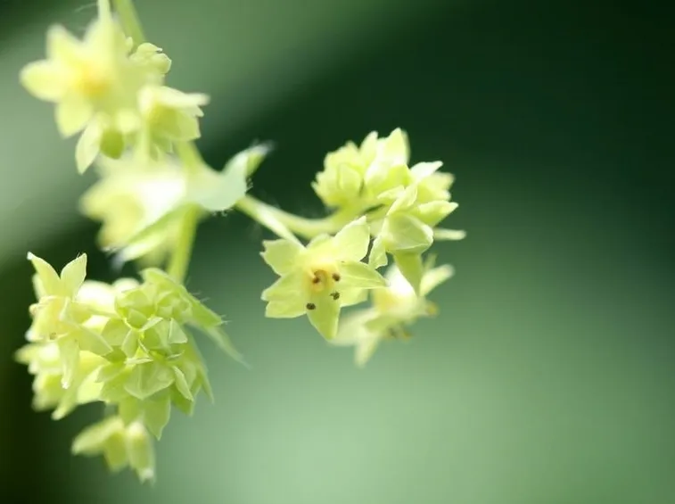 alchemilla