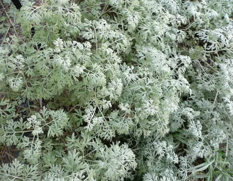 Pianta dell'artemisia
