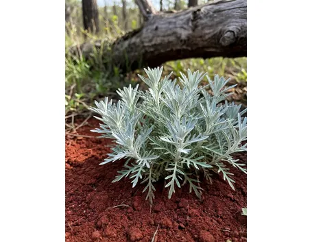 artemisia