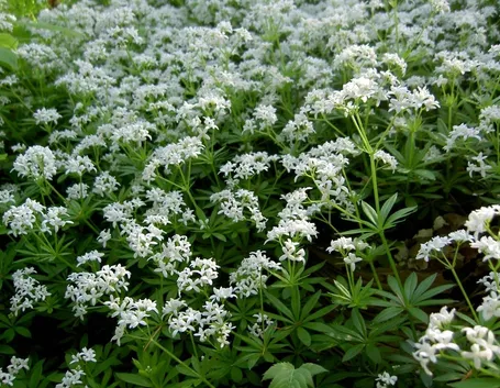 Asperula