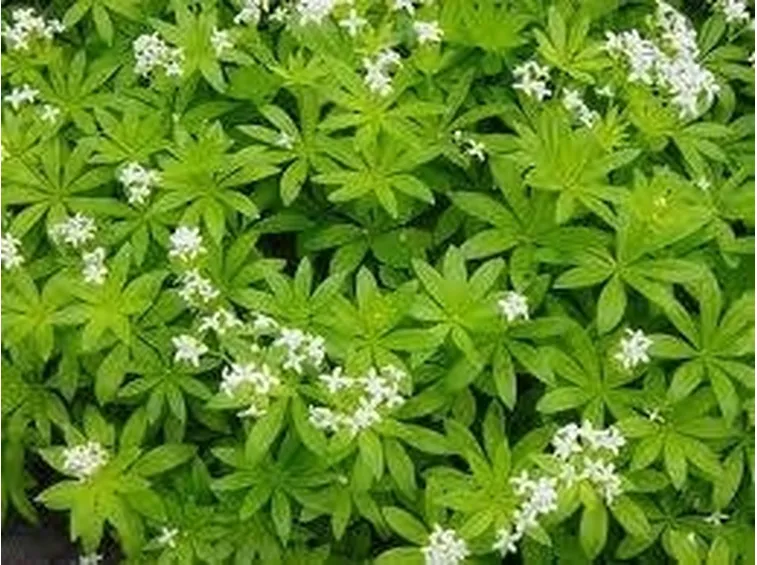 Asperula