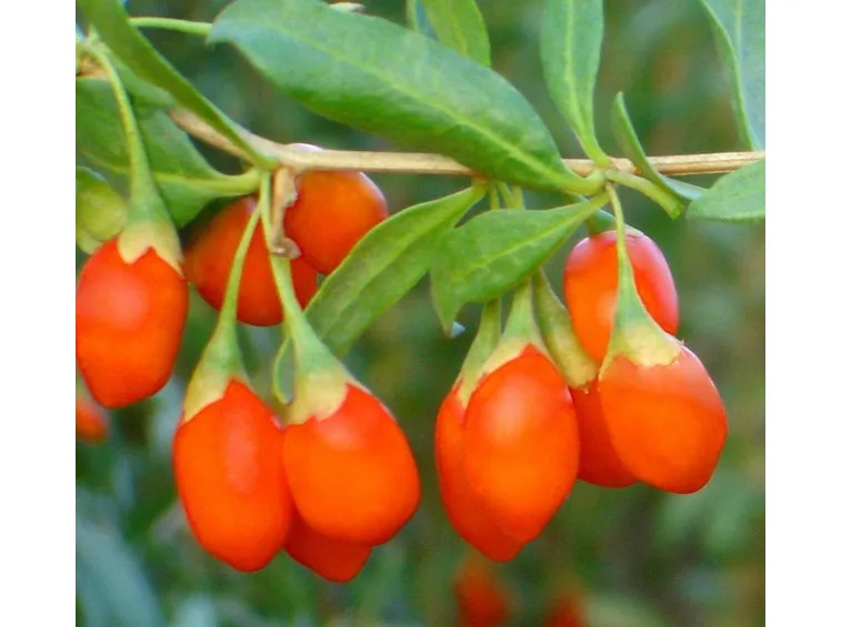Pianta di bacche di goji