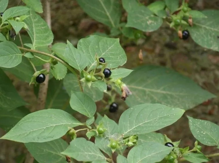 Belladonna