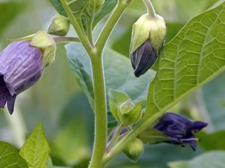 Tossicità belladonna