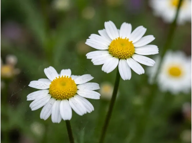Camomilla romana