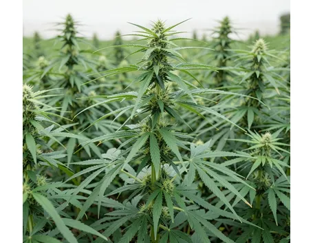 Cannabis