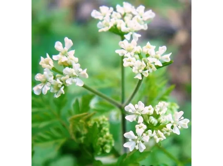 Fiori di coriandolo